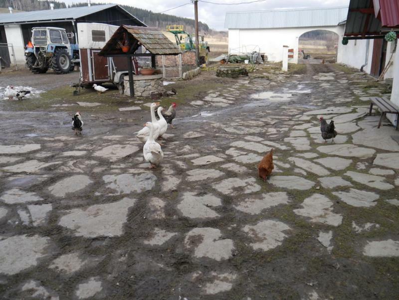 Pod Kasztanem Gospodarstwo Agroturystyczne Строне-Слёнске Экстерьер фото