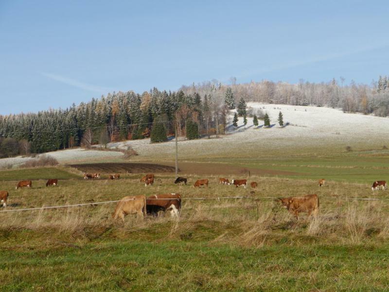 Pod Kasztanem Gospodarstwo Agroturystyczne Строне-Слёнске Экстерьер фото